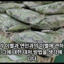 펫로스 증후군 대처법 이미지