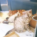 뱅갈온니 이미지