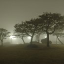 밤안개 - 수원시 장안구 | 밤안개