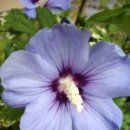 다:花