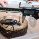 장수하늘소 이미지