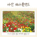 광장식당 | 충남아산 피나클랜드 튤립 불꽃놀이 내돈내산 후기