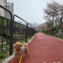 벨라펫살롱 이미지