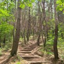 소나무숲 이미지