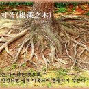 교훈글-근심지목(根深之木) 이미지