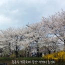 정다운 푸드 | 안양 충훈부 벚꽃축제 2026 일정｜공연일정·푸드트럭·체험부스 총정리