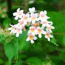 아마빌리스 이미지