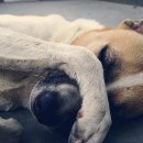 동물병원 공감 이미지