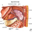비장 이미지