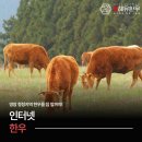 소만농장 | 인터넷 한우 영암 청정지역 한우를 집 앞까지!