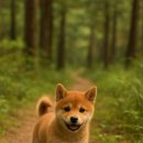 아꼬와