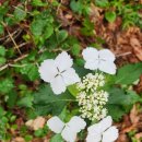 하얀 헛꽃에 하얀 참꽃 이미지