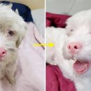 미소주유소 이미지