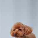 도브리댕 이미지