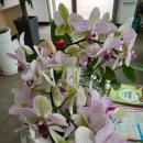 해피스타데이 이미지