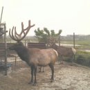 구성사슴농장 이미지