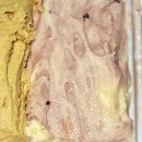 [젤라떼리아 사우스브룩] 연산동젤라또 맛집 아이스크림 선물