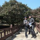 서천 마량리 동백나무 숲 이미지