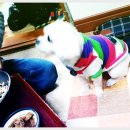 복슬 강아지 이미지