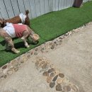 강아지 호텔 이미지