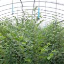 팽나무 농장 이미지