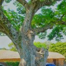 성읍리-25 이미지