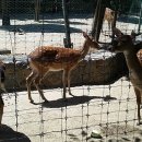 사슴은 꽃이었다 이미지