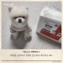 참조은 애견 이미지