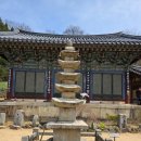 서산 개심사 청벚꽃 겹벚꽃 개화 상황 실시간 4/16 주차