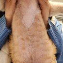 이레외과동물병원 이미지