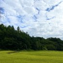 네네치킨원호도량1동점 | [ 4th week / Sept. ] 추석연휴 좋다