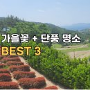 들국화어린이공원 | 한국 가을여행 단풍과 가을꽃 명소 후기 BEST 3 부모님과 추천해요.