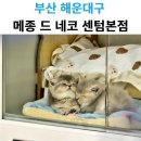 메종드센텀 | 센텀본점 메종 드 네코 방문기! 부산 고양이분양 리얼 후기