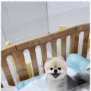 키티 앤 퍼피 이미지