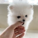 투썸펫 이미지
