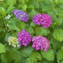 새통영농업협동조합광도지점 이미지