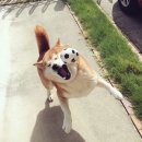 디바네일샵