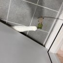 캔디캣 | 아기고양이 이갈이 장난감으로도 추천! 캣디피 캣닢 냥캔디로 형아냥도 날아다닌 후기