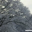 행복나무민박 이미지