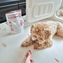 스페푸 | 강아지 눈물 영양제 스페푸 이뮨실드플러스 추천