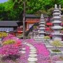 공주 금강사 꽃잔디 명소 철쭉 아름다운 사찰 개화정보