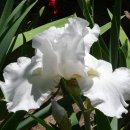 아이리스 이미지