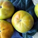 배감농장 이미지