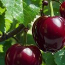 김밥&라면 이미지