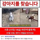 제주도 하귀 근방 강아지를 찾습니다 이미지