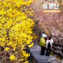 11545-03-27-05 | 서울 꽃축제 응봉산 개나리축제 팔각정 가는 법 3월 27일 꽃구경