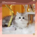 강서고양이분양 나비캣 네이버블로그