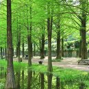 남부우회도로 가로수길 | 전남 볼거리. 담양 볼거리. 여행자의 도시 담양. &#34;메타세쿼이아 가로수 길&#34;