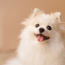 강아지의 날 네이버블로그
