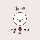 정들개 이미지